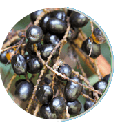saw-palmetto